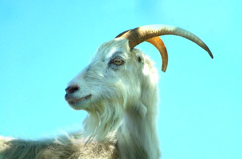 Istarska županija priprema program revitalizacije istarske koze